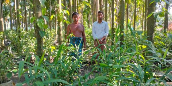 লালমনিরহাটে জনপ্রিয়তা বাড়ছে বস্তায় আদা চাষের
